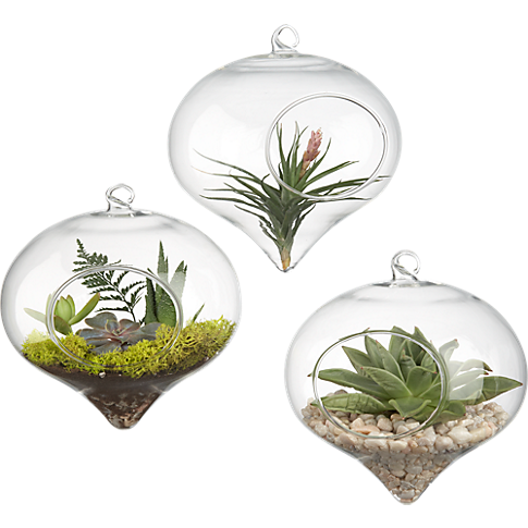 Hanging Glass Terrarium