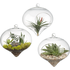Hanging Glass Terrarium