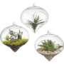 Hanging Glass Terrarium