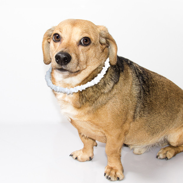 Puka Shell Dog Collar - Dog...