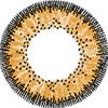 Jewel Brown Lens