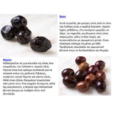 Ο οδηγός ενός αρχαρίου για Ελιές:  14 Ποικιλίες αξίζει να αναζητούν