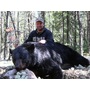Bear hunting Canada, Bear hunting trips, Bear hunting in canada, Guided bear hunts