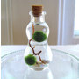 SALE Zen Pet Micro Marimo Moss Balls Gourd Bottle Mini Terrarium