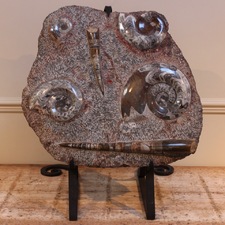 Superb Mounted Fossils