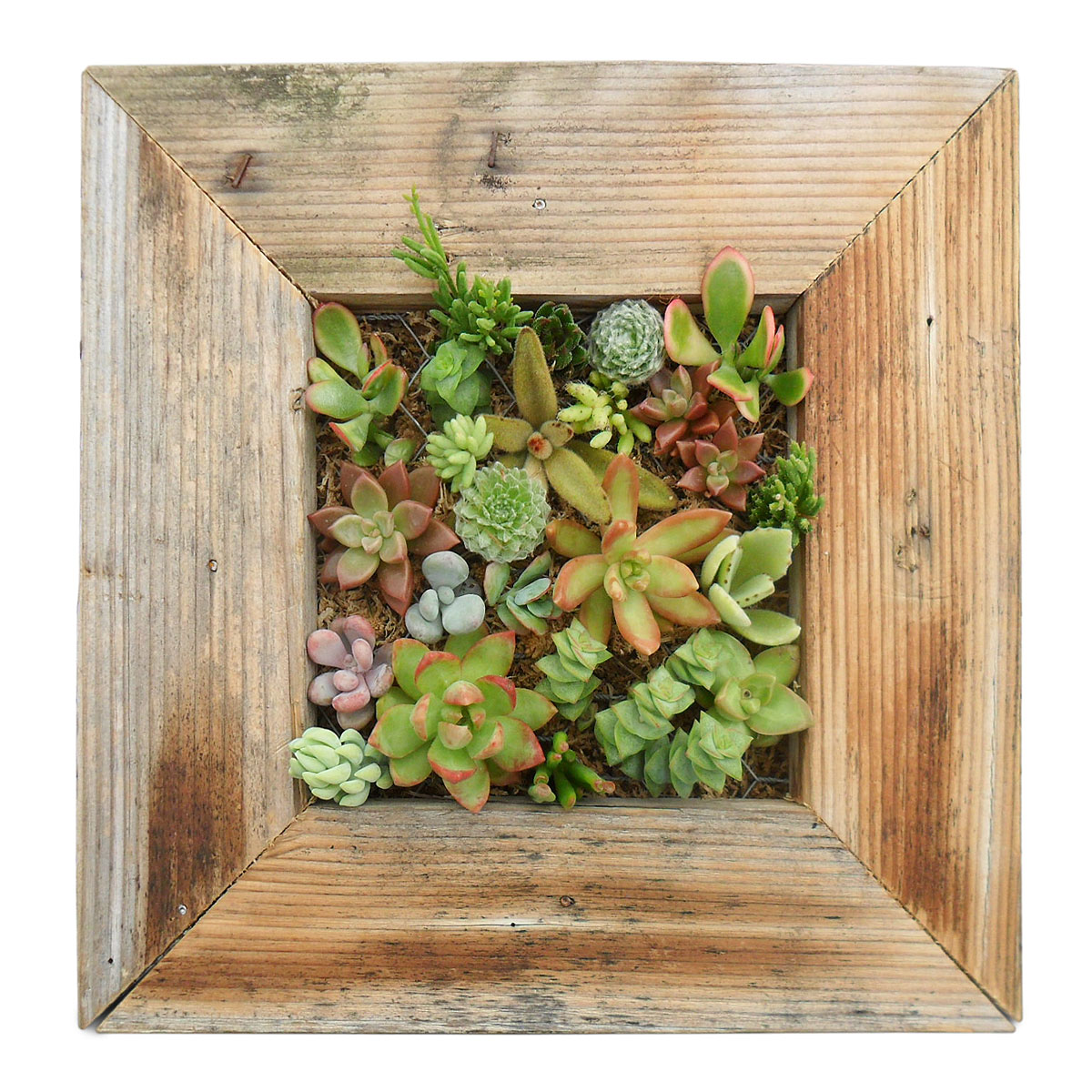 SUCCULENT WALL PLANTER KIT ...