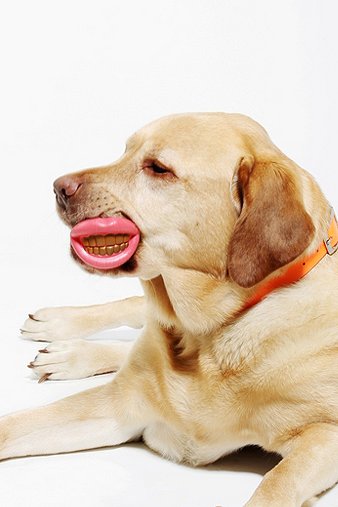 Grillz Dog Chew Toy
