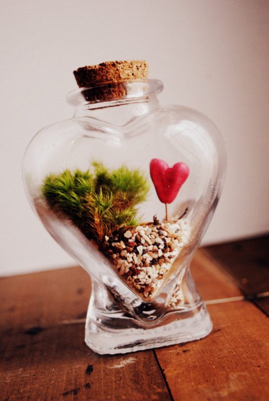 The Bleeding Heart Terrariu...