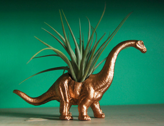 Gold Dinosaur Tillandsia Pl...